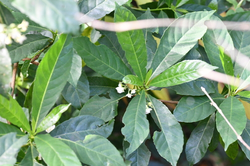 Saurauia kegeliana