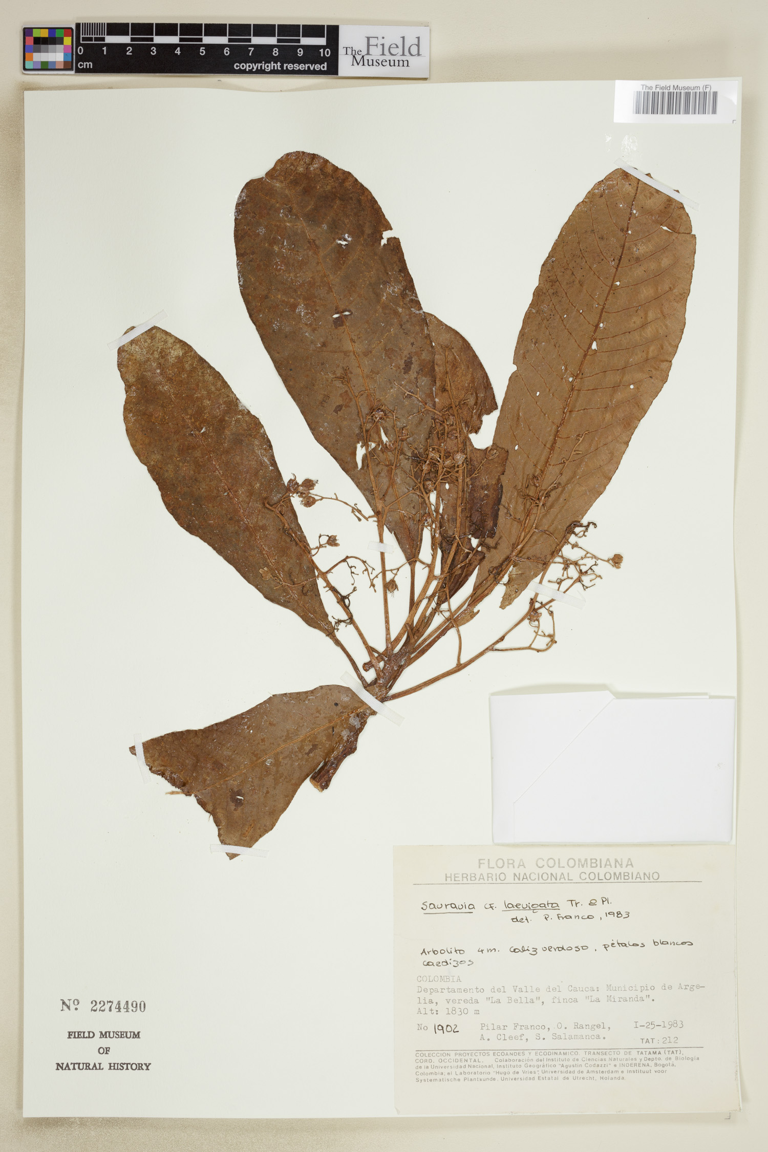 Saurauia laevigata