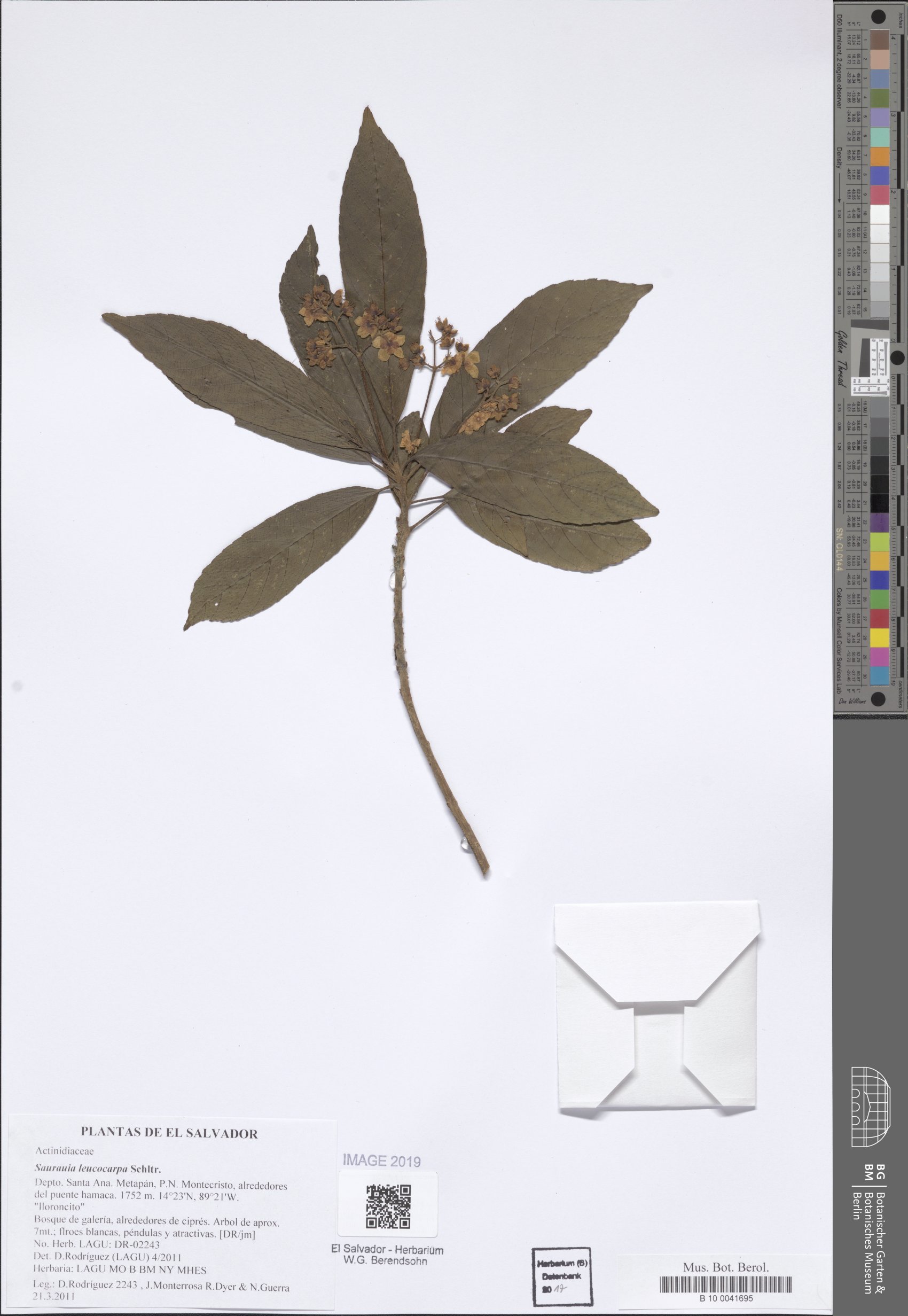 Saurauia leucocarpa (Whitefruit saurauia) — photo