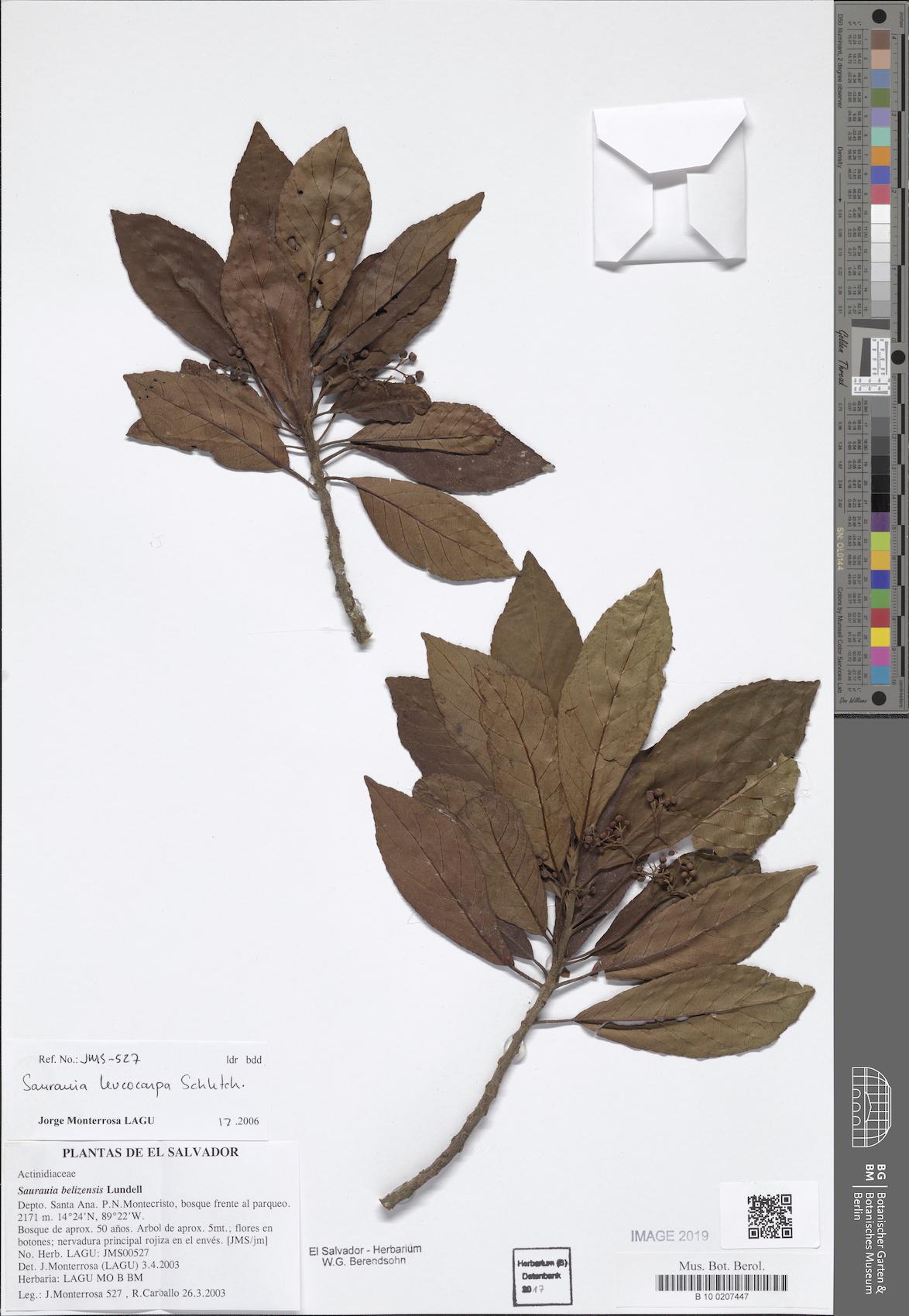 Saurauia leucocarpa (Whitefruit saurauia) — photo
