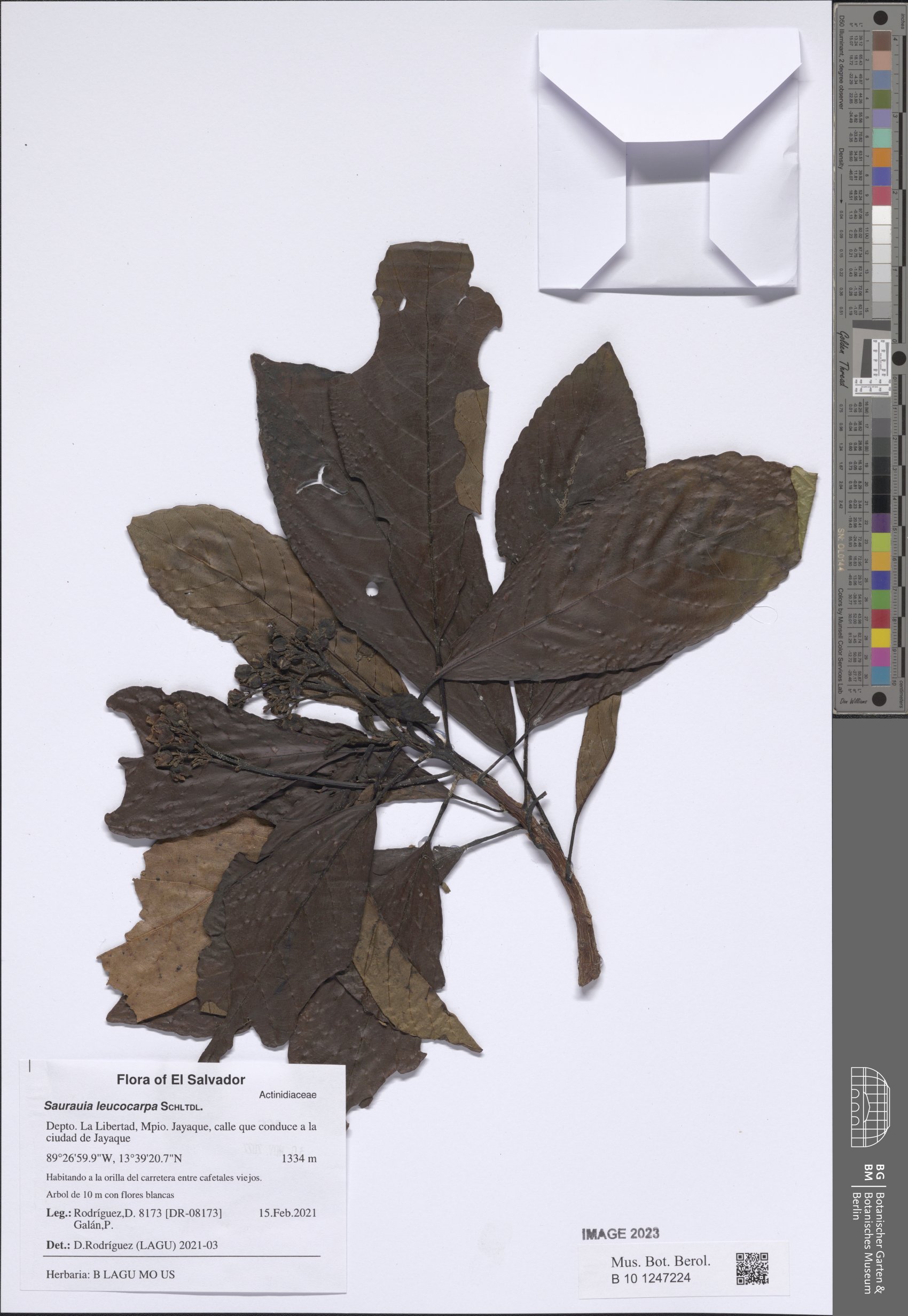 Saurauia leucocarpa (Whitefruit saurauia) — photo