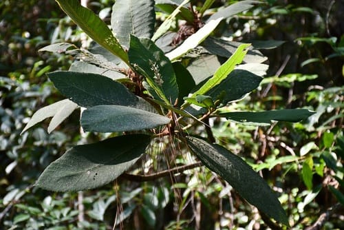 Saurauia madrensis — photo