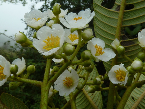 Saurauia montana
