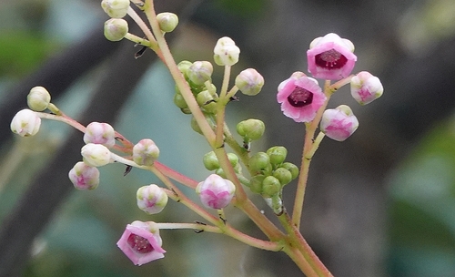 Saurauia napaulensis (Gogan) — photo