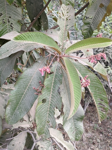 Saurauia napaulensis var. montana (Gogane) — photo