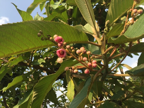 Saurauia napaulensis (Gogan) — photo