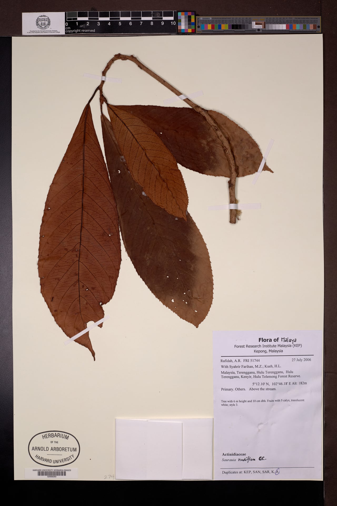 Saurauia nudiflora — photo
