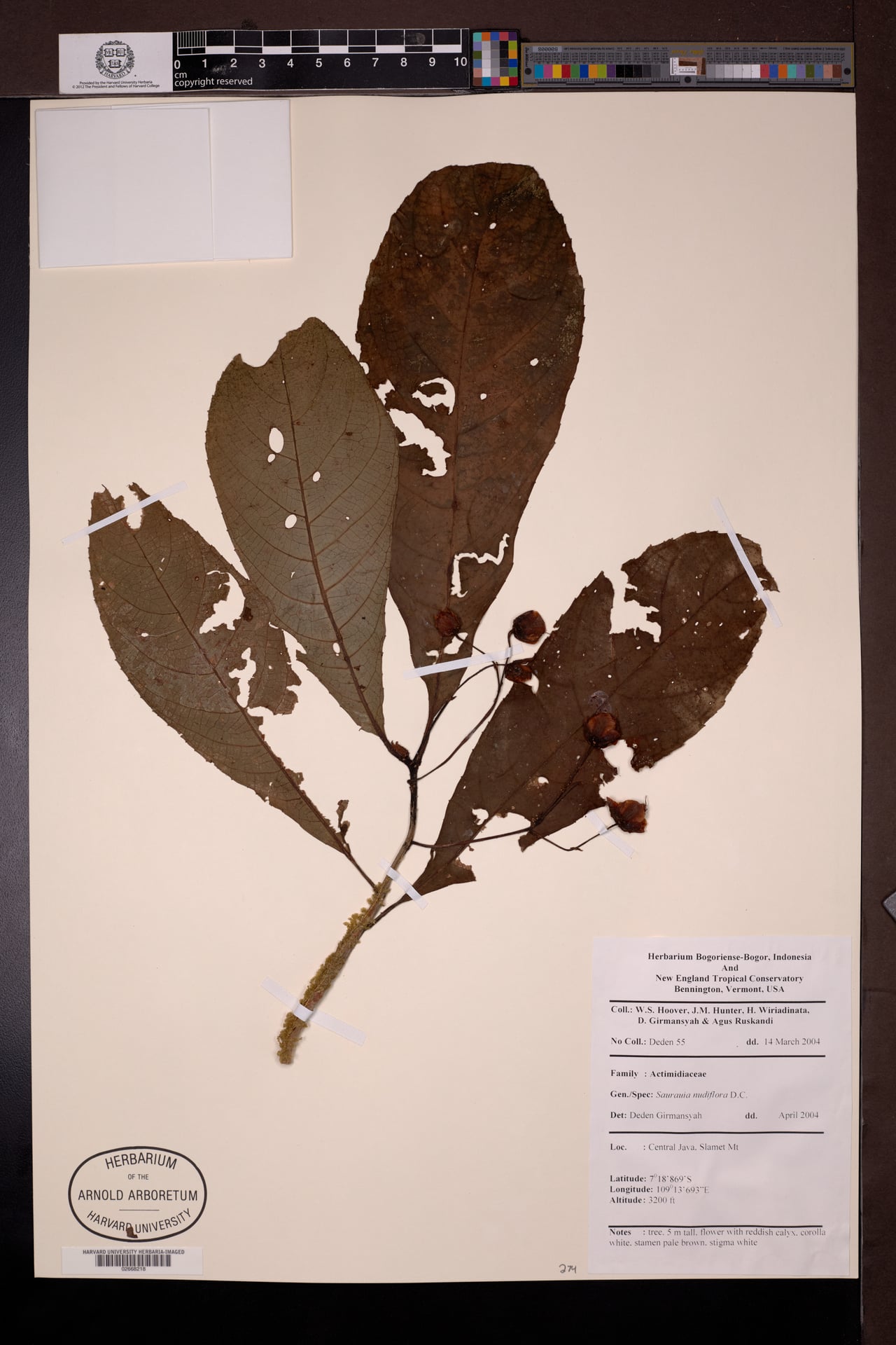 Saurauia nudiflora — photo