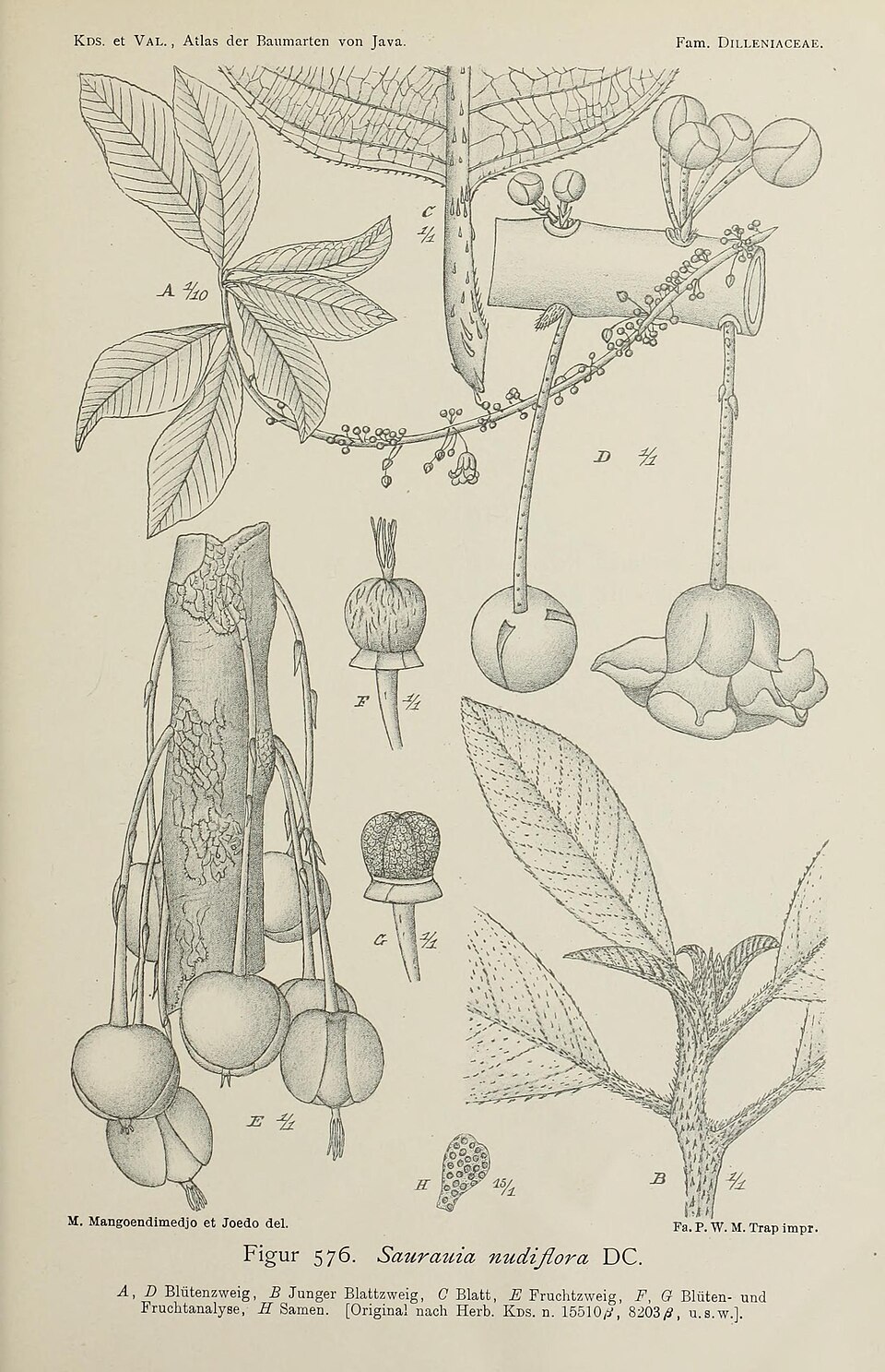 Saurauia nudiflora