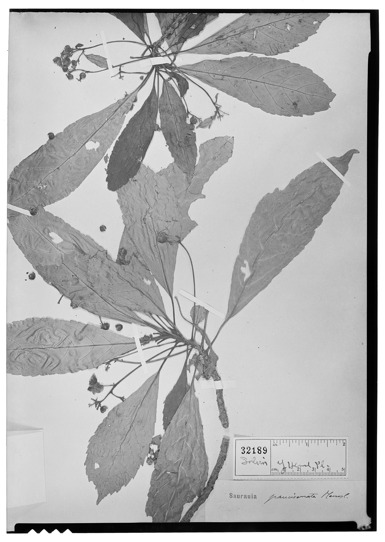 Saurauia pauciserrata