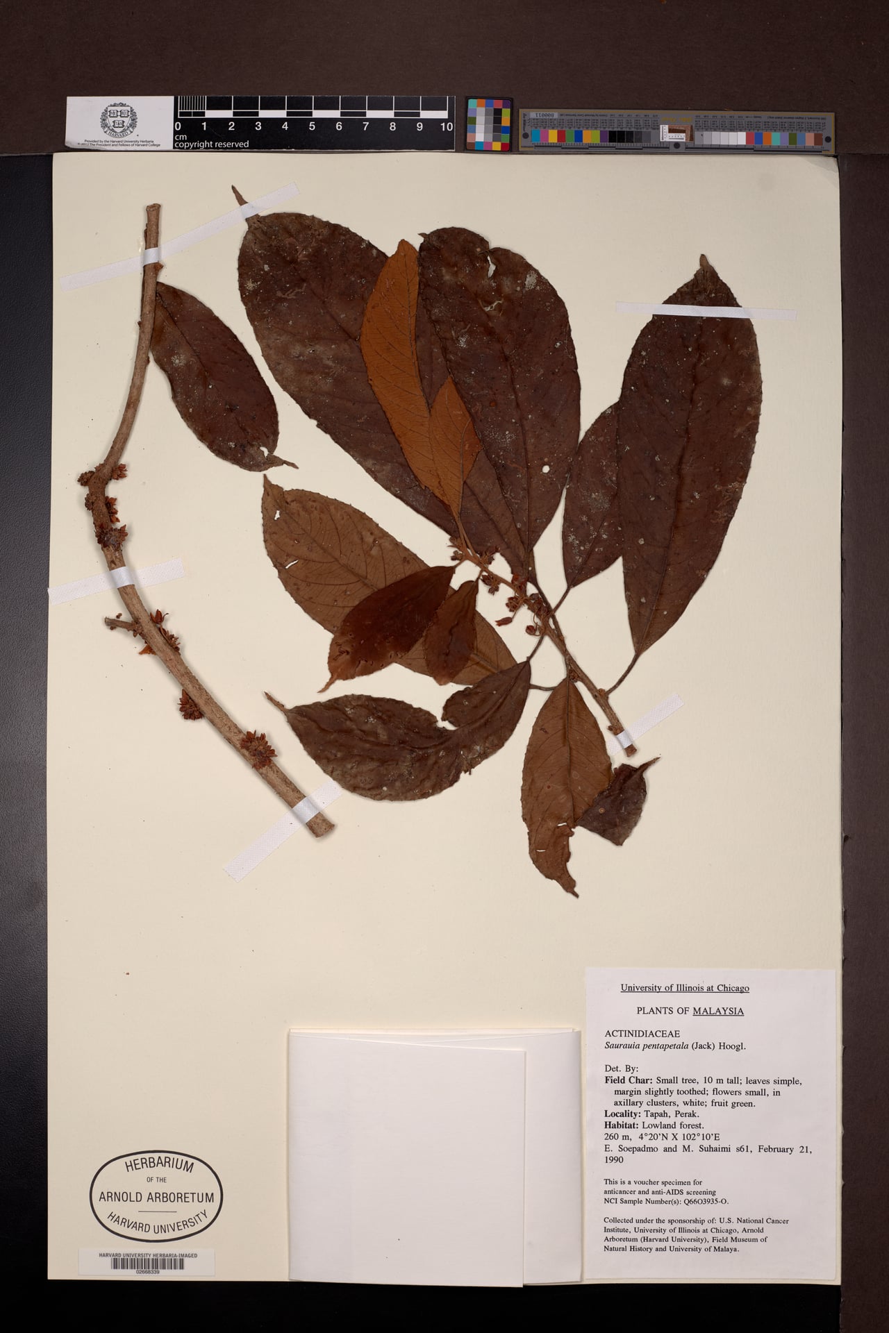 Saurauia pentapetala — photo