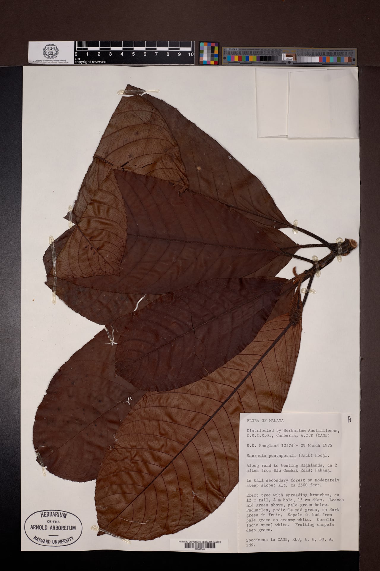 Saurauia pentapetala — photo