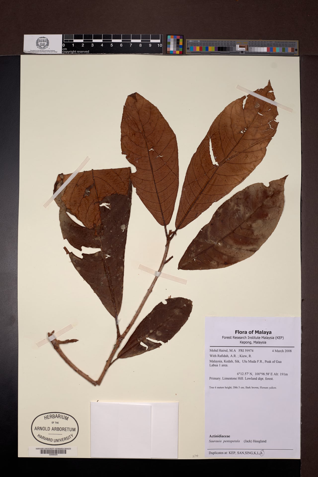 Saurauia pentapetala