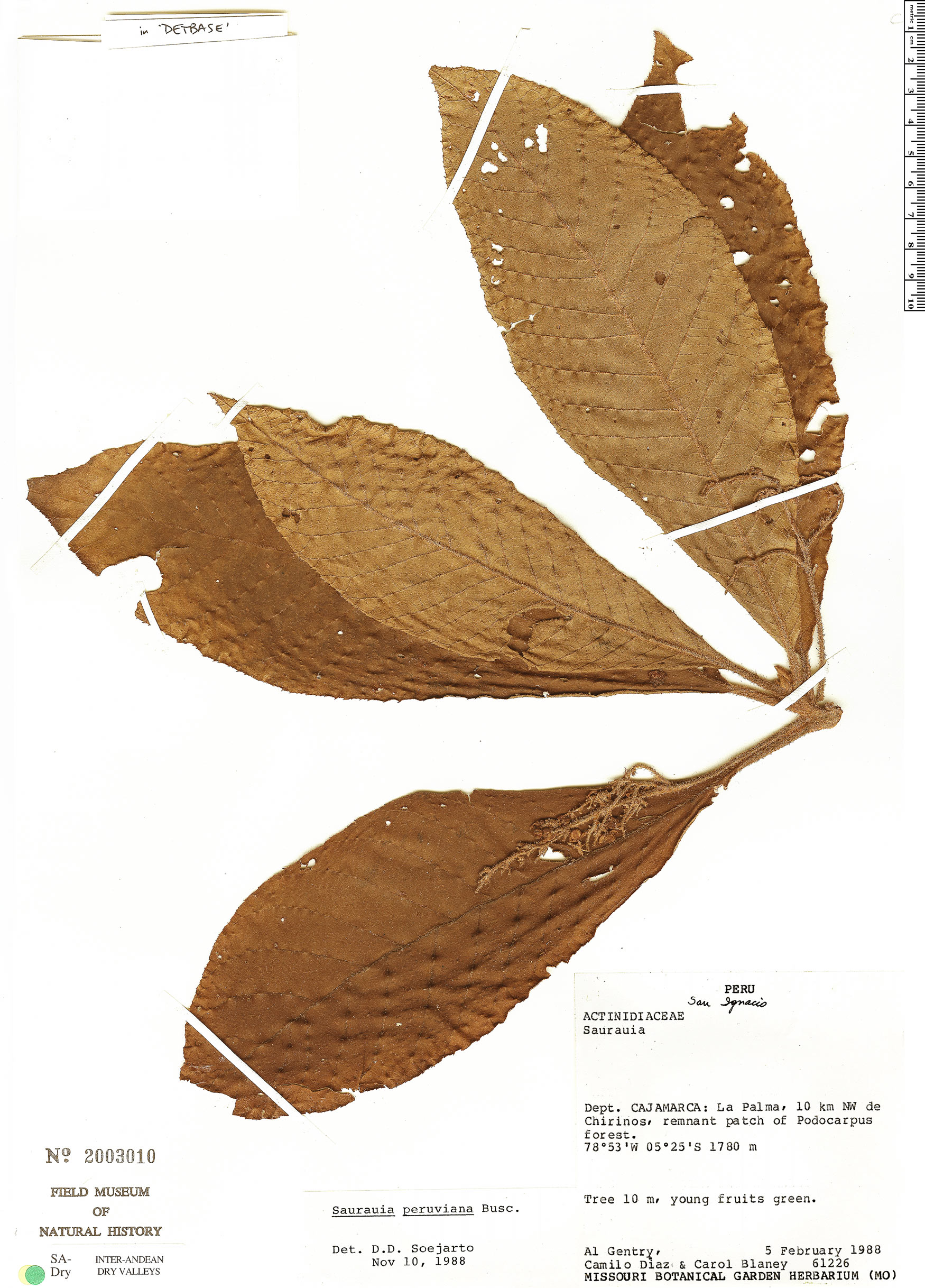 Saurauia peruviana (Jicamillo) — photo
