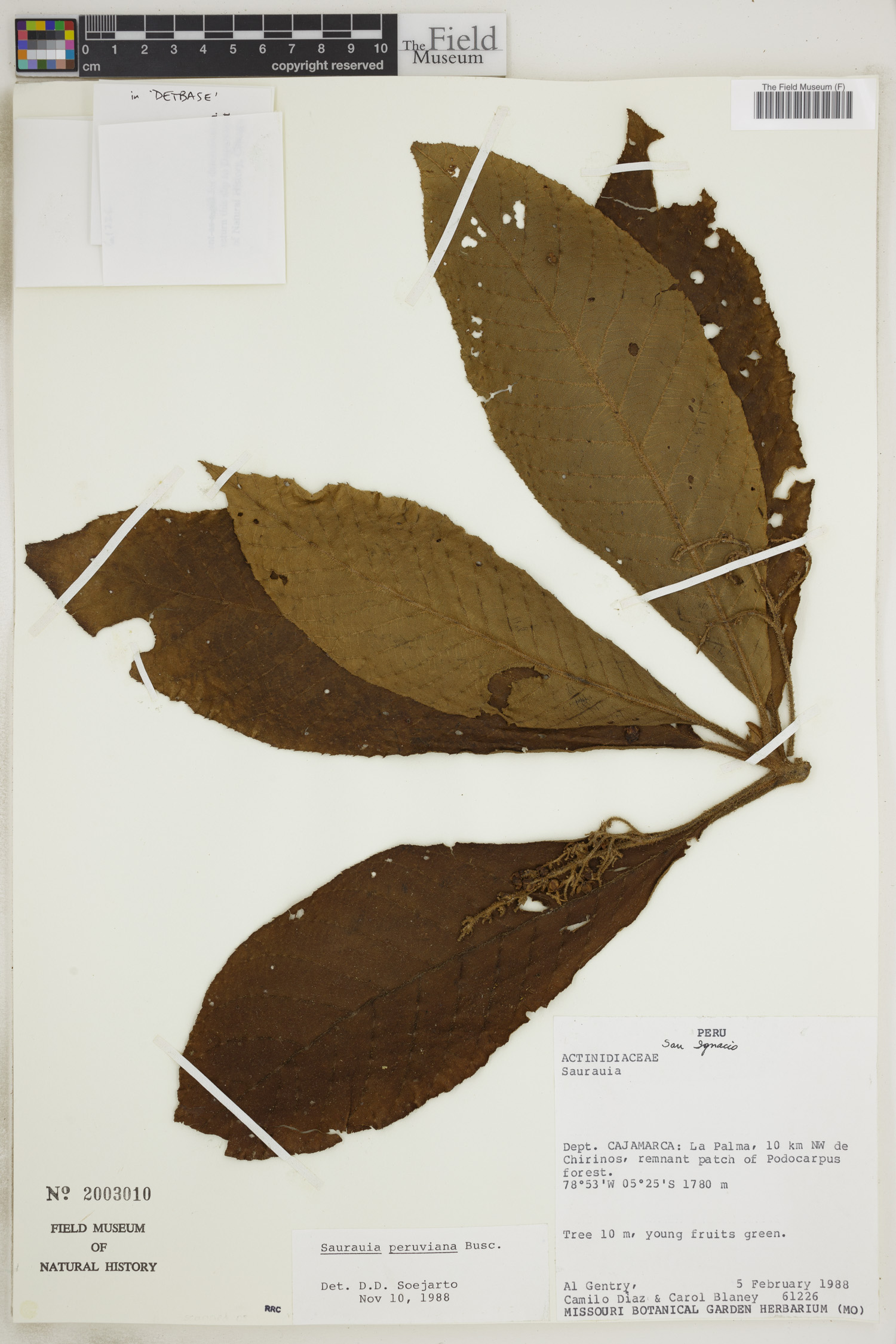Saurauia peruviana (Jicamillo) — photo