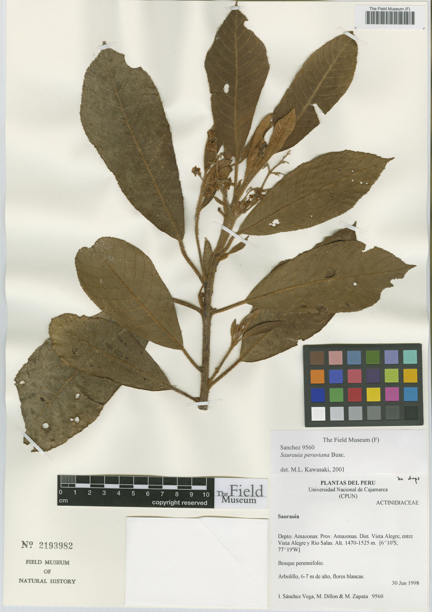 Saurauia peruviana