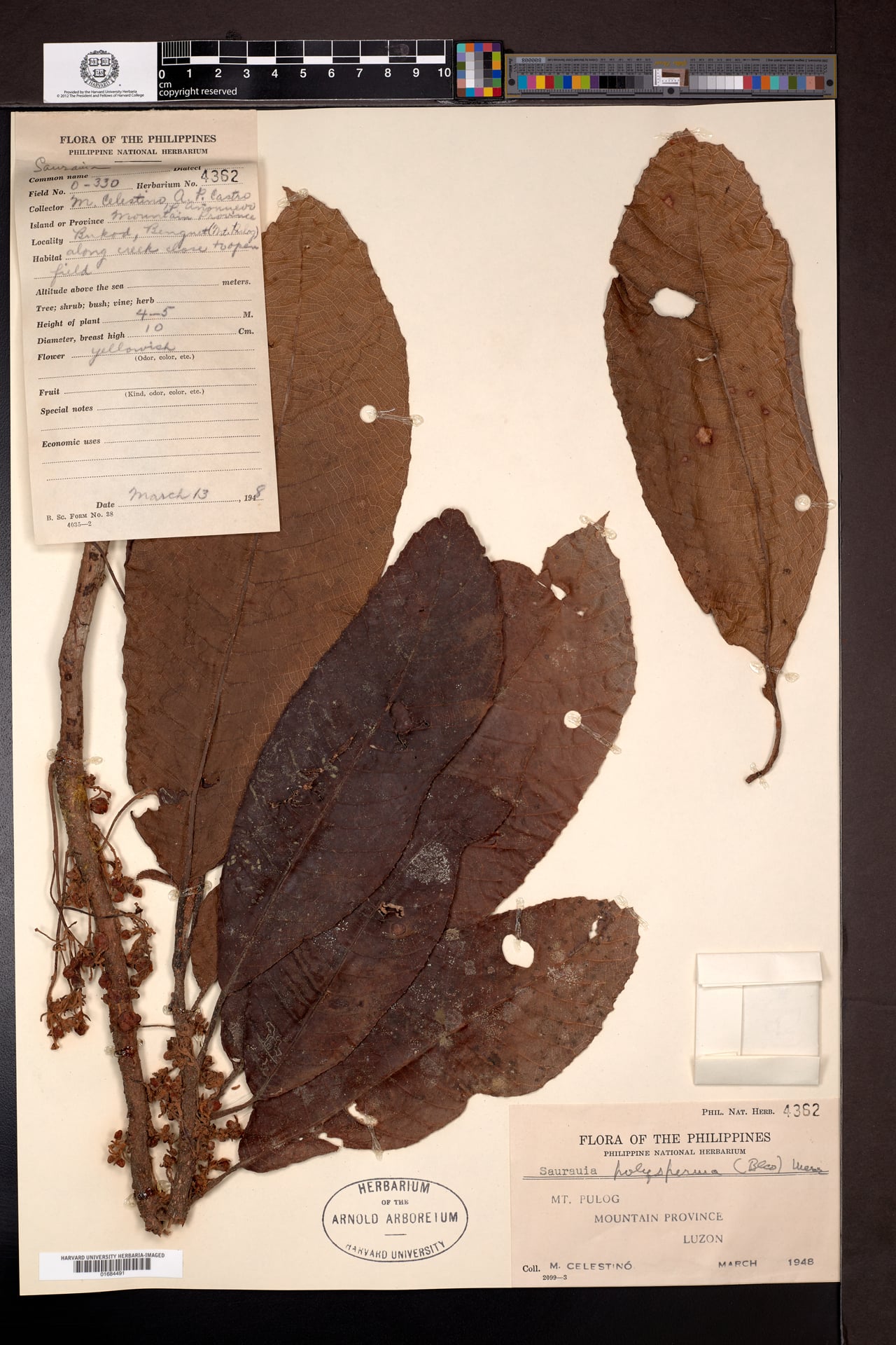 Saurauia polysperma — photo