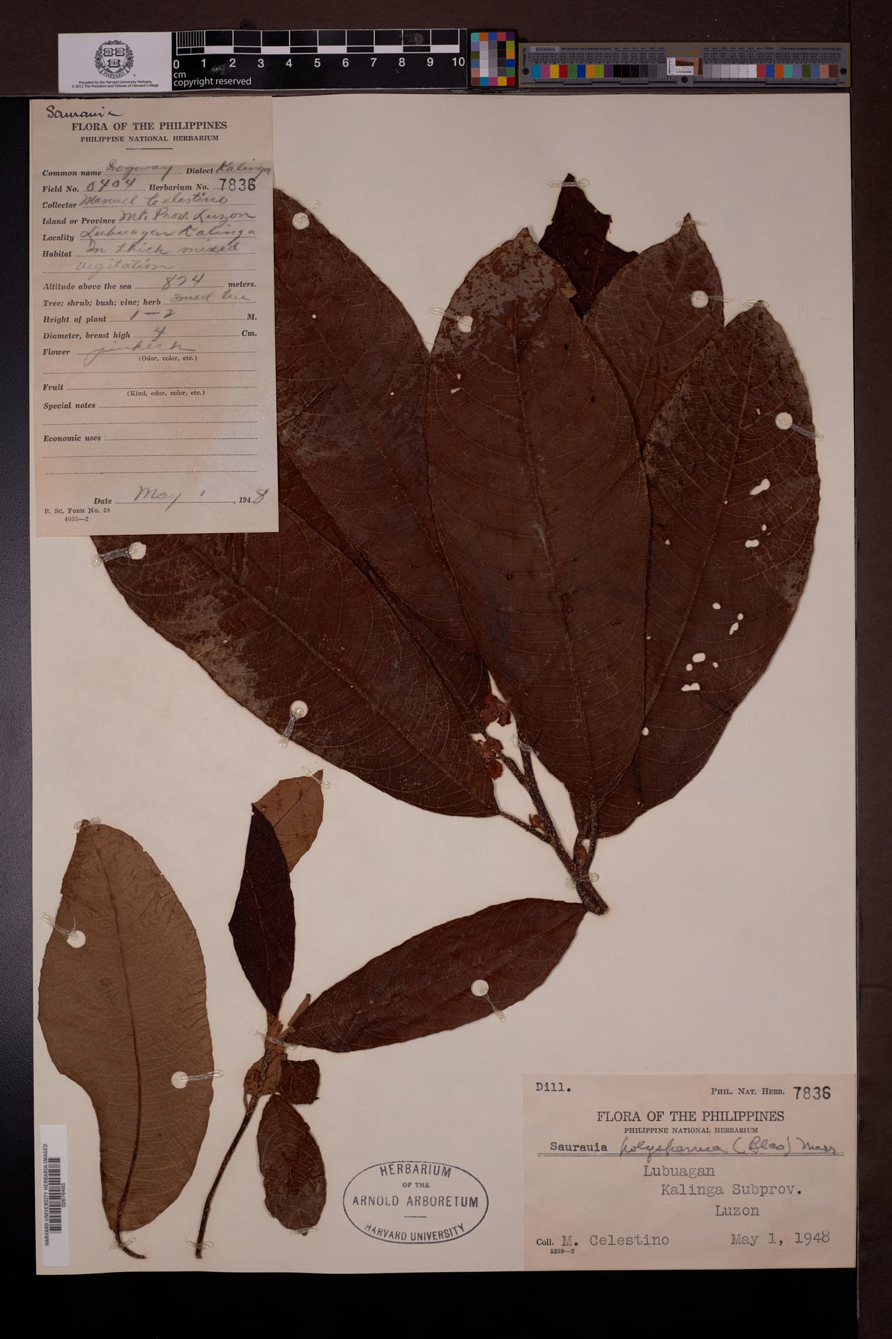 Saurauia polysperma — photo