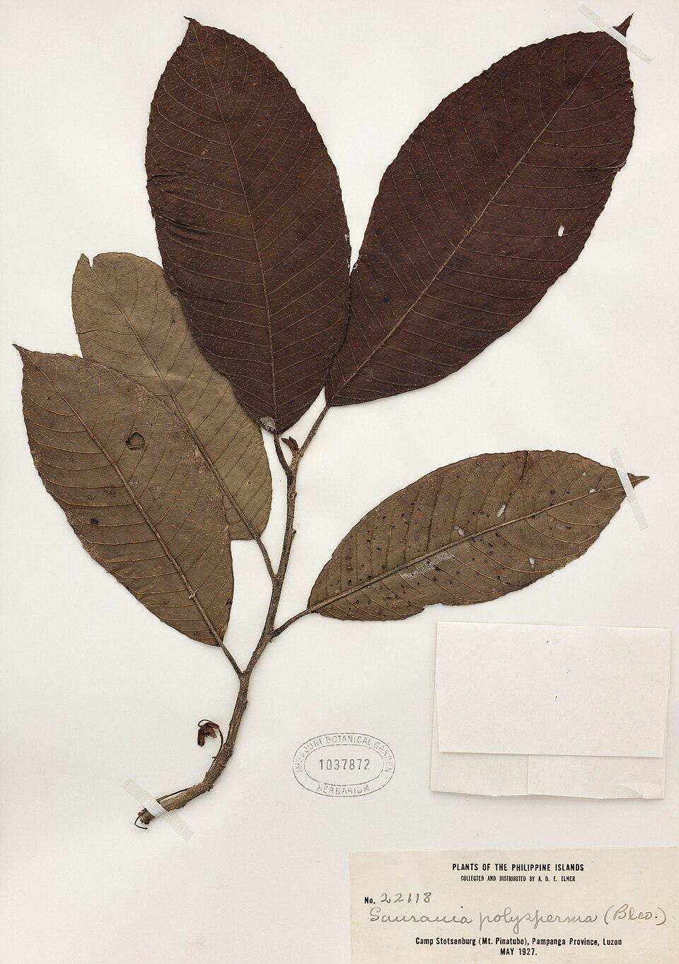 Saurauia polysperma