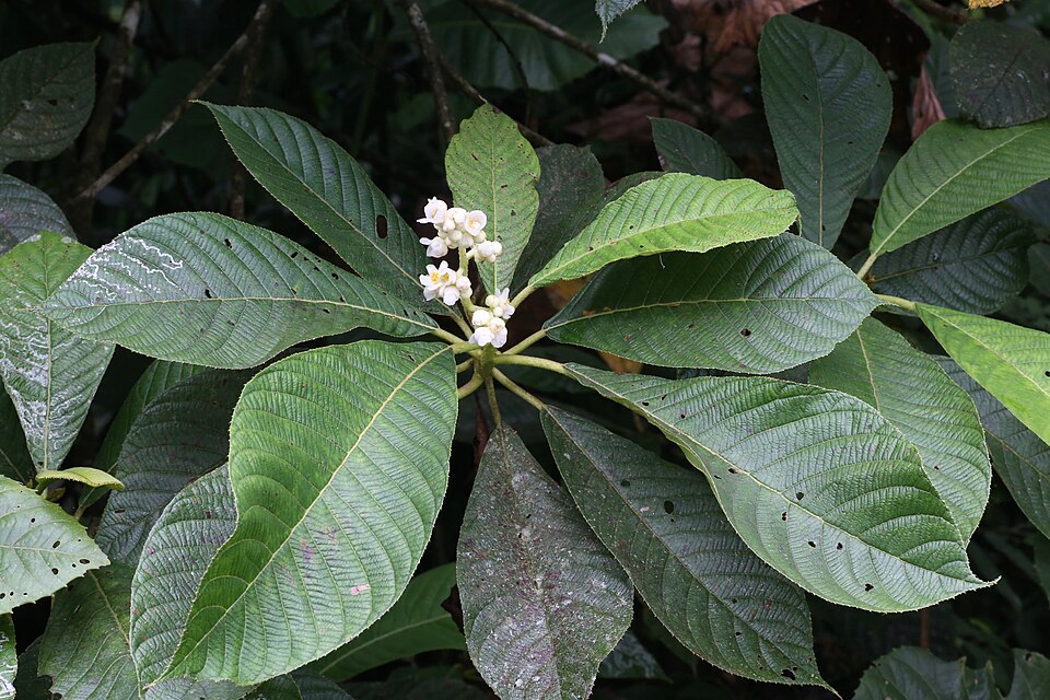 Saurauia prainiana (Prain saurauia) — photo