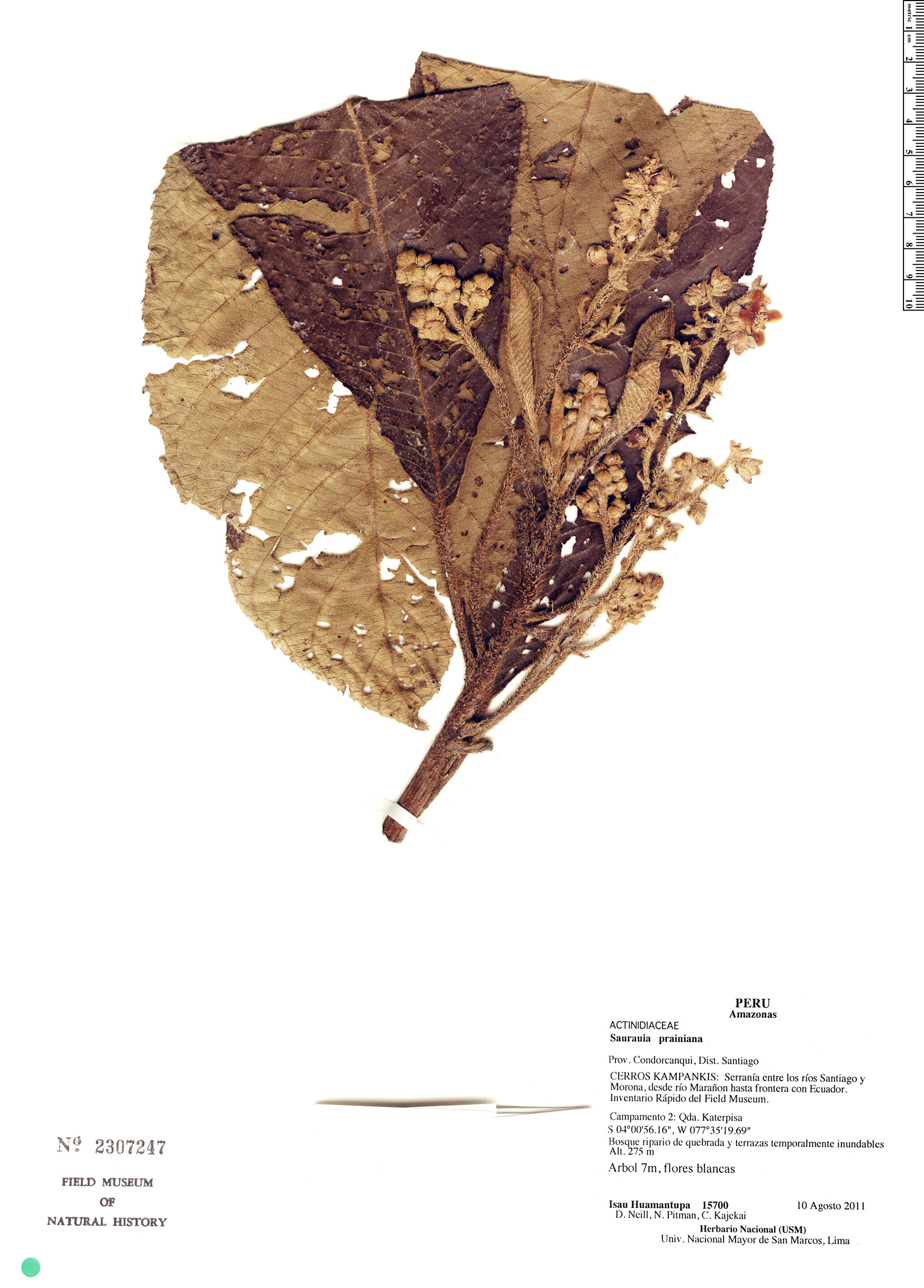 Saurauia prainiana (Prain saurauia) — photo