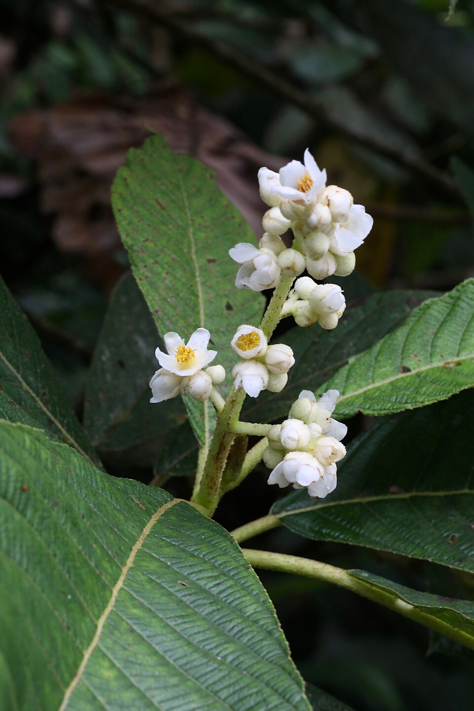 Saurauia prainiana