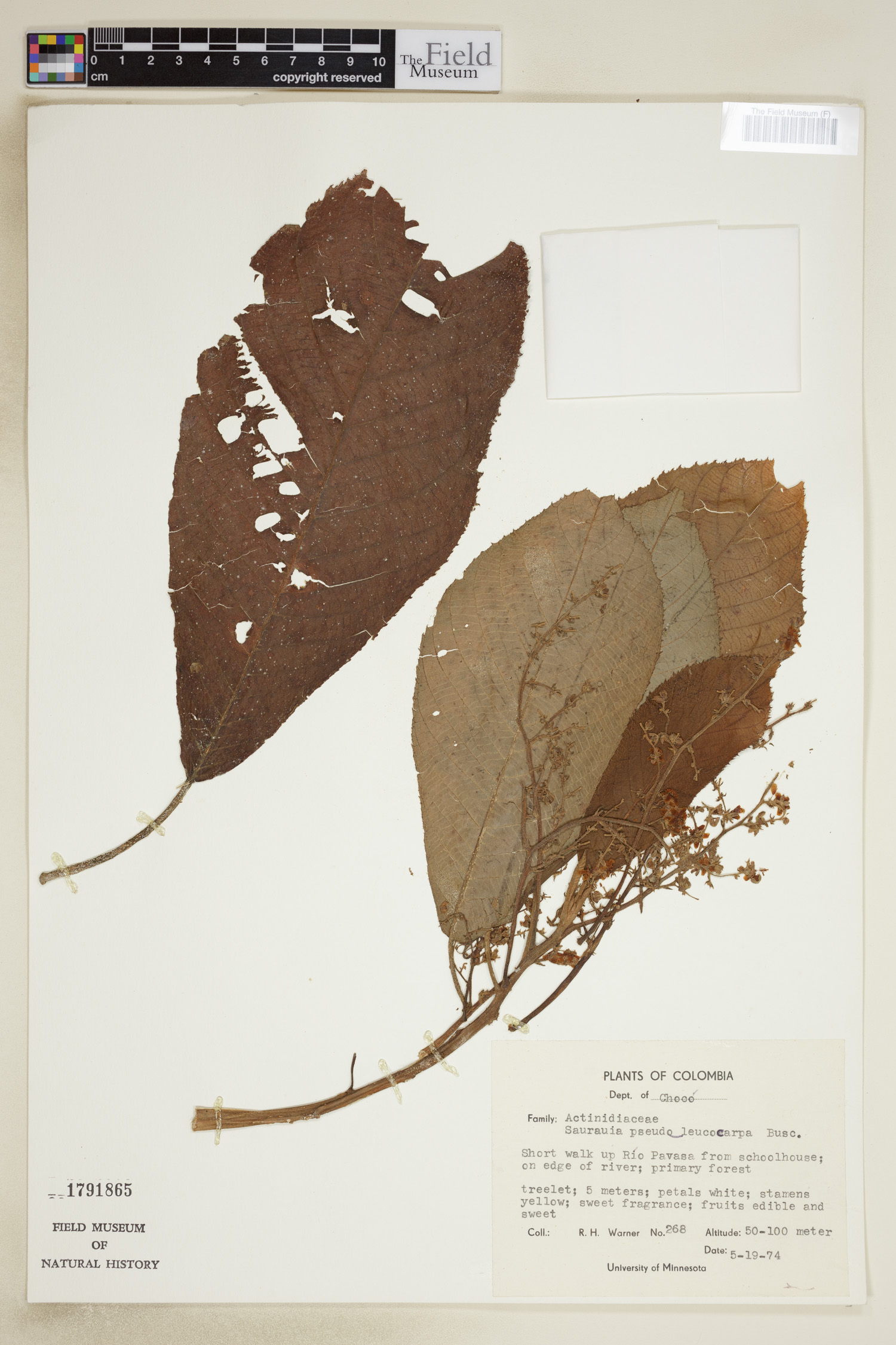 Saurauia pseudoleucocarpa — photo