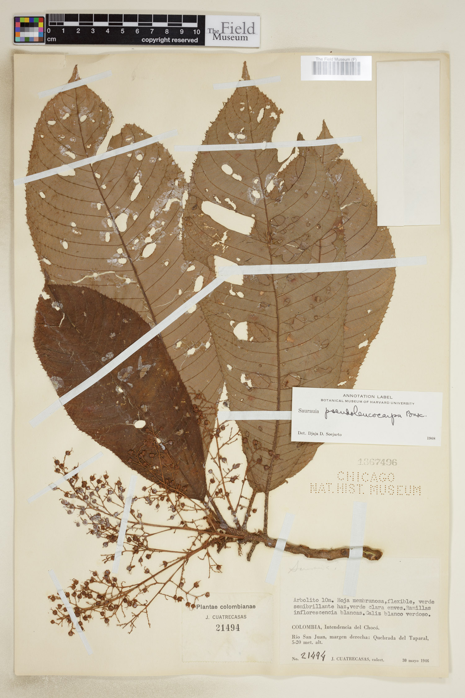 Saurauia pseudoleucocarpa — photo