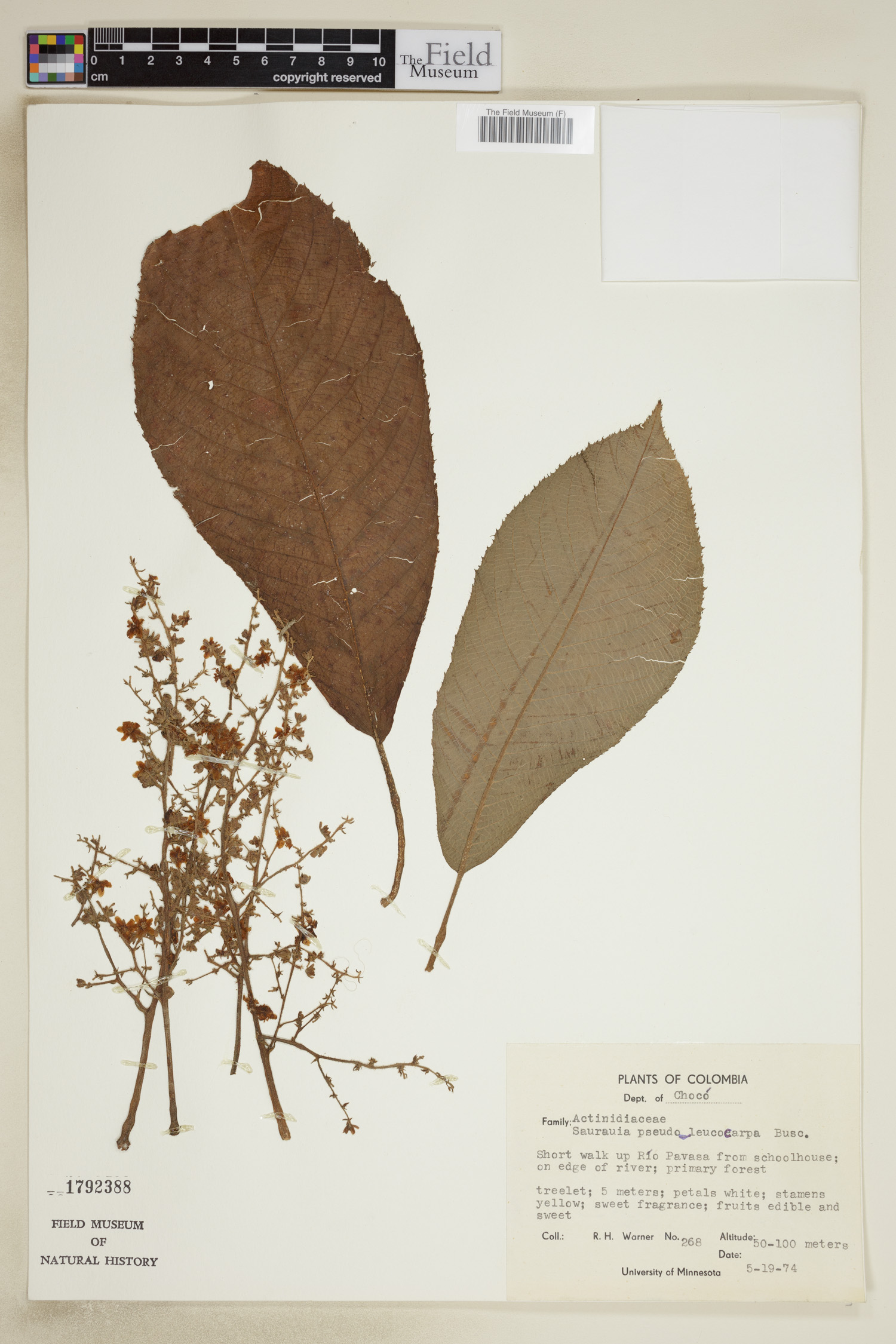 Saurauia pseudoleucocarpa