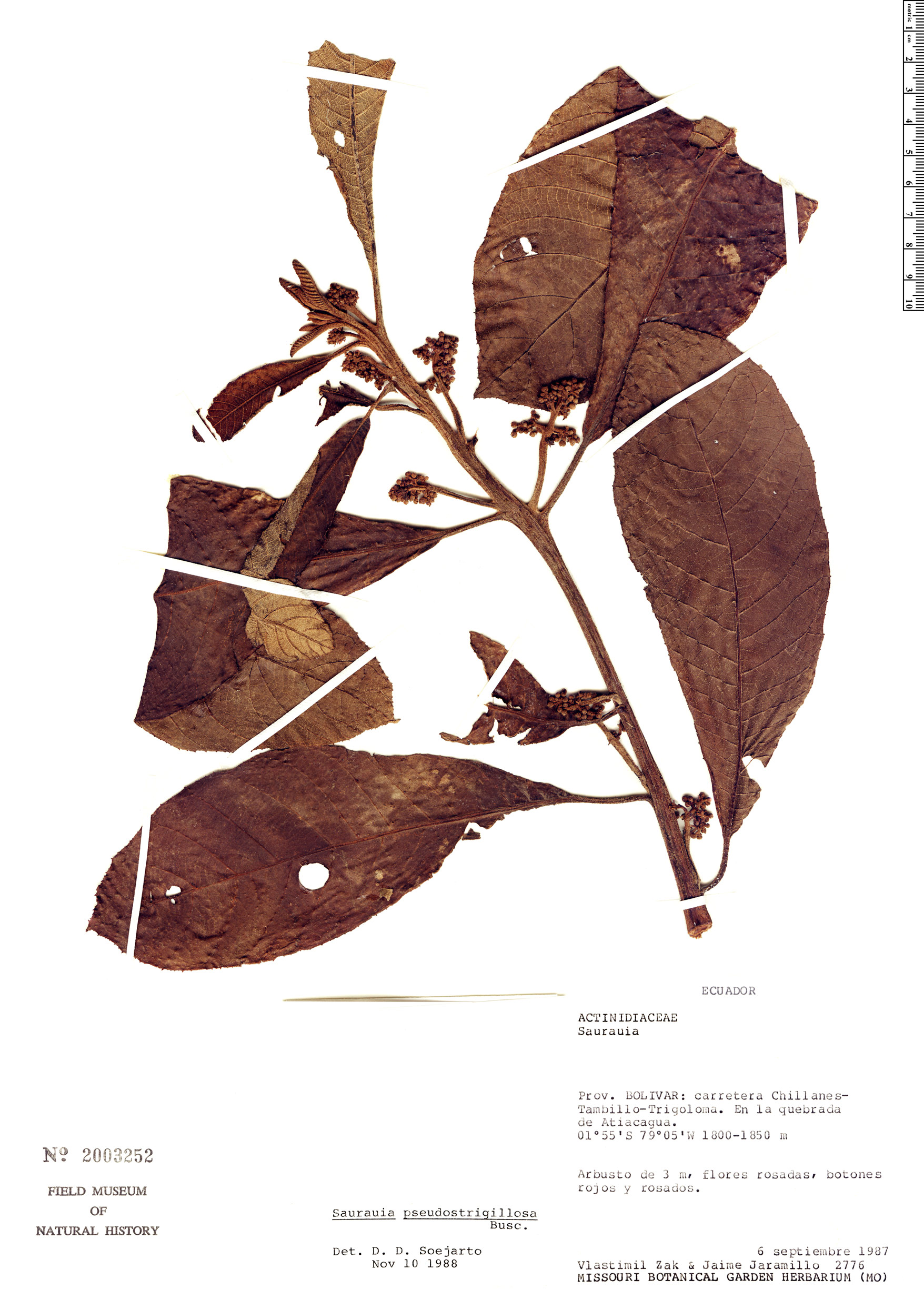 Saurauia pseudostrigillosa — photo