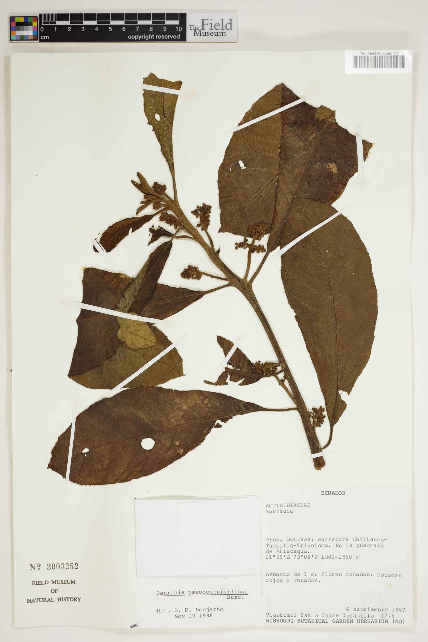 Saurauia pseudostrigillosa — photo