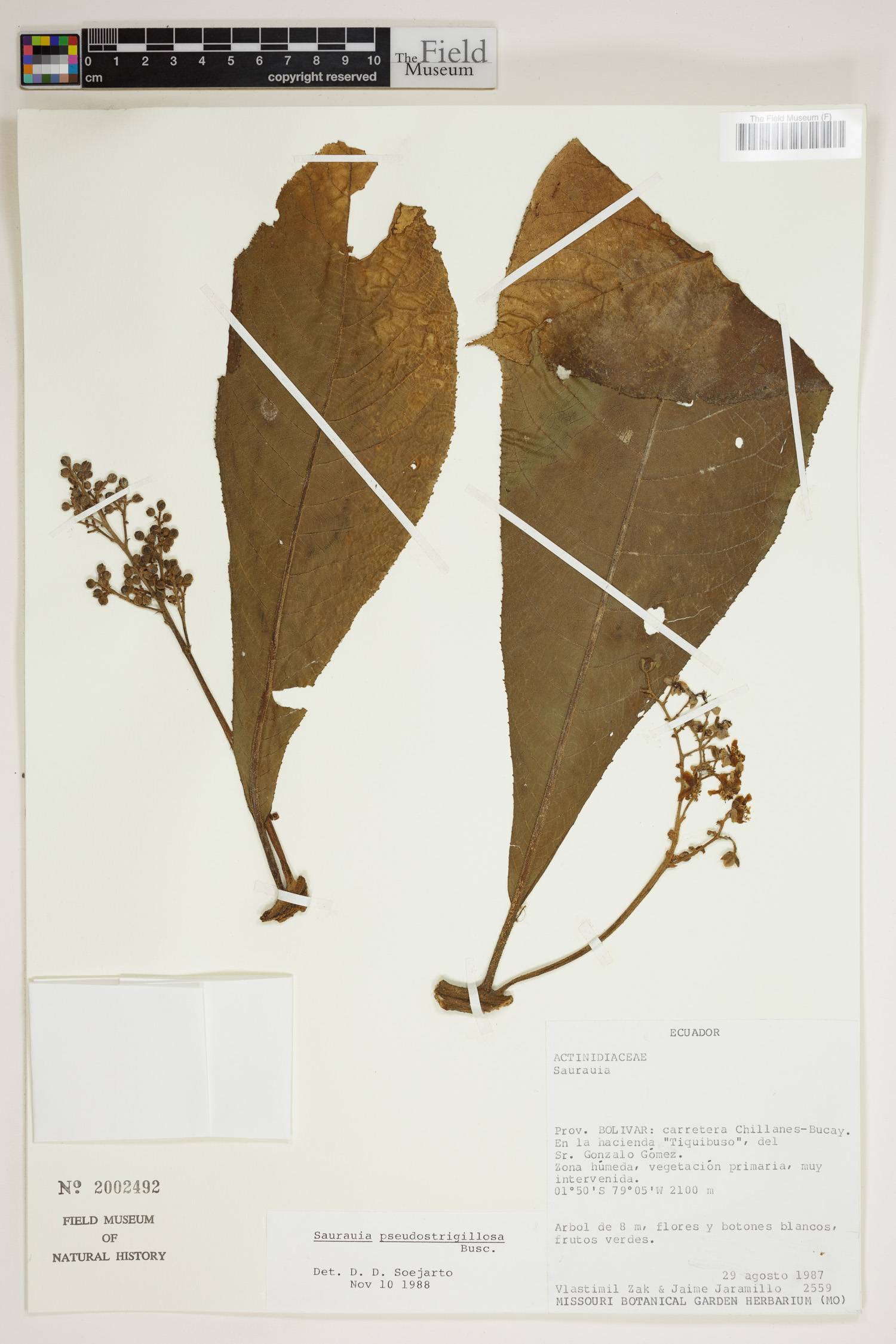 Saurauia pseudostrigillosa