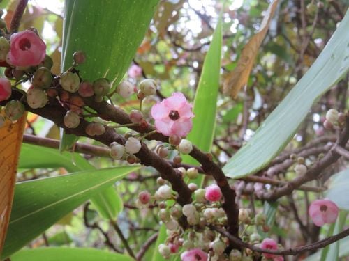 Saurauia roxburghii