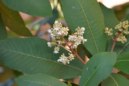 Saurauia scabrida — photo