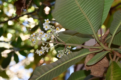 Saurauia scabrida