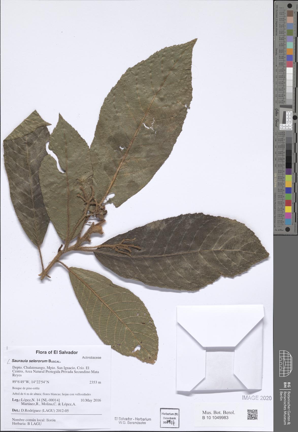 Saurauia selerorum — photo