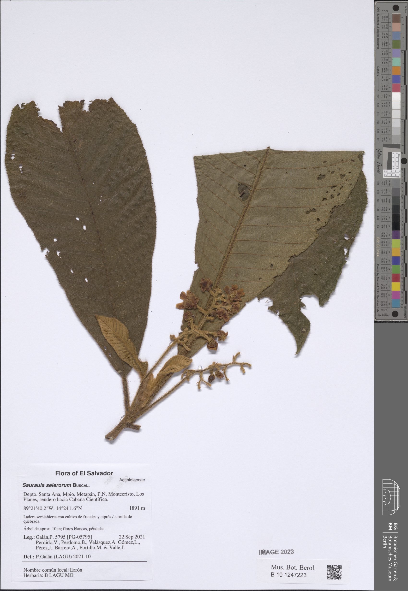 Saurauia selerorum