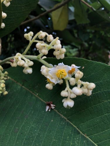 Saurauia tomentosa (Tomentose saurauia) — photo