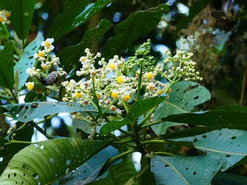 Saurauia tomentosa