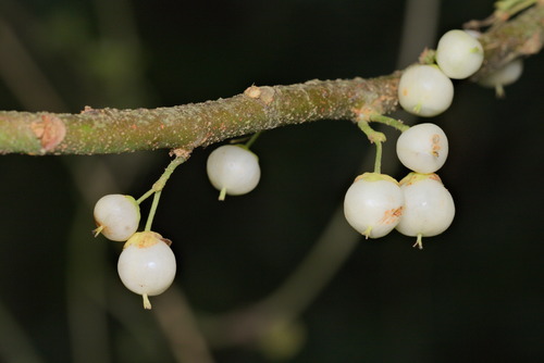 Saurauia tristyla (Mixinguo) — photo