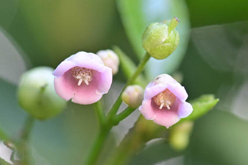 Saurauia tristyla