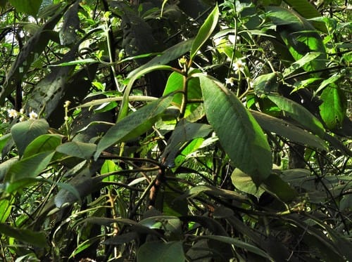 Saurauia ursina (Dulumoco saurauia) — photo