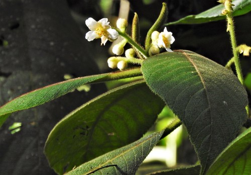 Saurauia ursina
