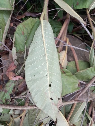 Saurauia villosa — photo