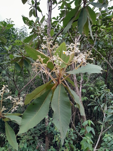 Saurauia villosa