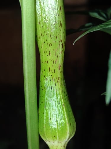 Sauromatum horsfieldii — photo