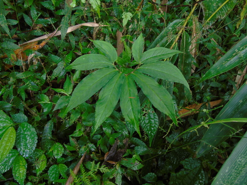 Sauromatum horsfieldii