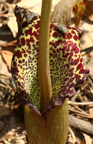 Sauromatum venosum