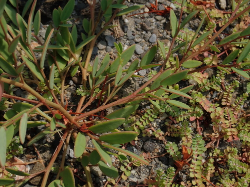 Sauropus bacciformis — photo