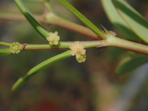 Sauropus bacciformis — photo